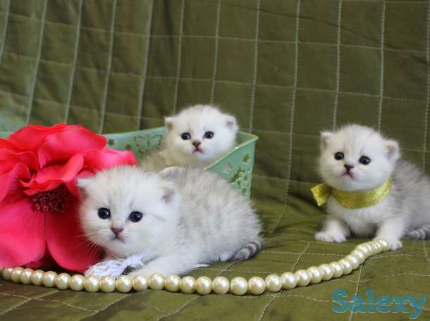 Шотландские шиншиллы, фотография 2