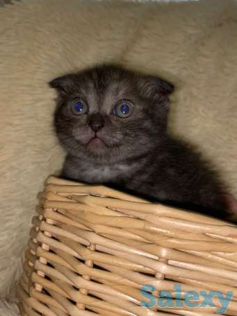 Продам котят мальчиков и девочек., фотография 5