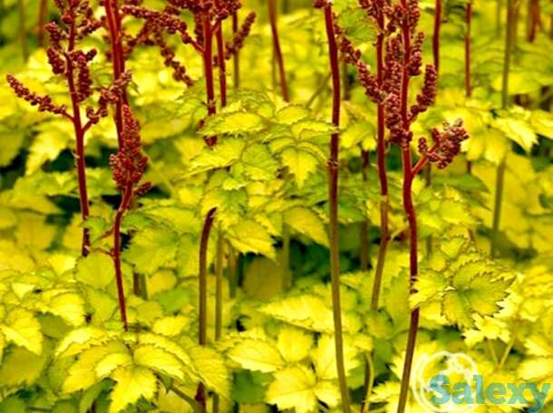 Астильба Колор Флэш Лайм китайская, фотография 1