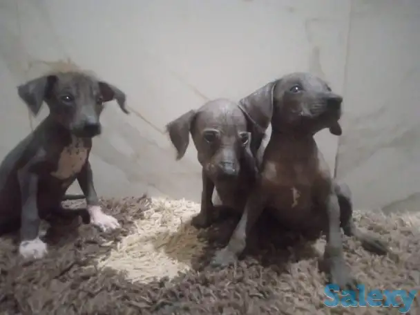 Продам щенков ксоло, фотография 8