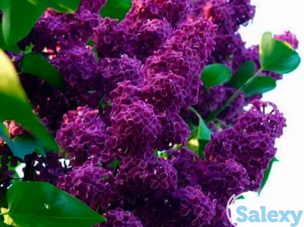 Сирень памяти людвига шпета на штамбе 100 см, фотография 1