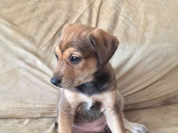  Отдам щенков в хорошие руки!, фотография 6