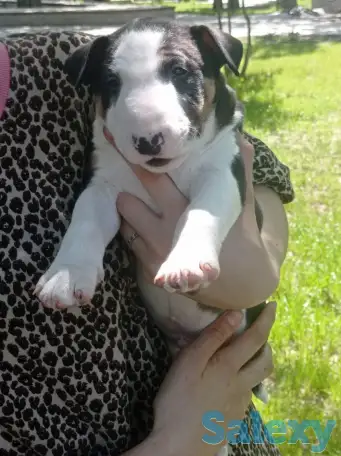 Миниатюрный бультерьер, фотография 1