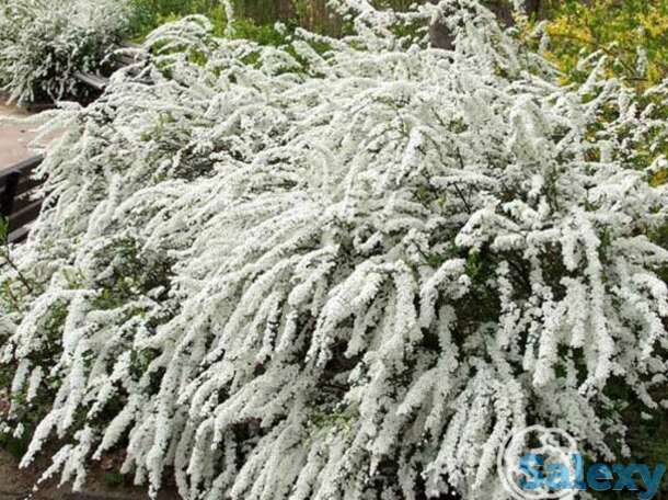 Спирея грефшейм, фотография 1