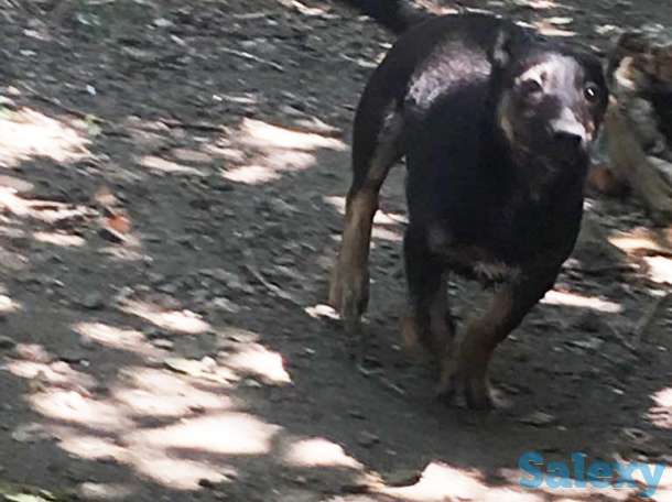 Отдам собаку в хорошие руки!, фотография 2