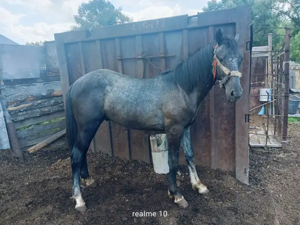 Продам лошадей Орловской породы в Усть - Каменогорске, фотография 4