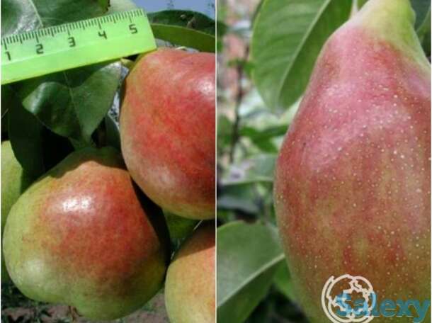 Груша 2 в 1: северянка краснощекая/чудесница, фотография 1