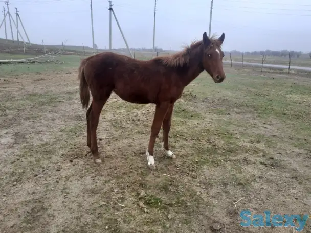 табун породистых лошадей, фотография 7