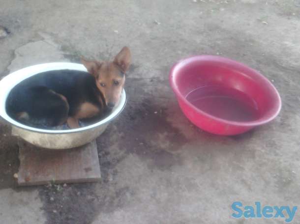 Отдам собаку в хорошие руки!, фотография 5