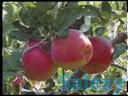 Саженец яблони Максат ММ 106, фотография 1