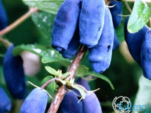 Жимолость Нимфа, фотография 1