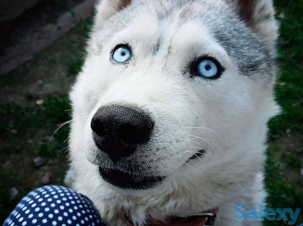 Продам чистокровную хаски  2гола все вопросы по телефону, фотография 2