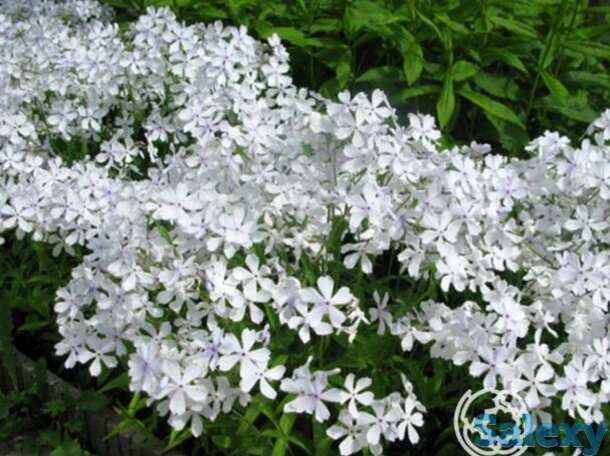 Флокс растопыренный Уайт Парфюм, фотография 1