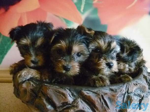 Щенки йоркширского терьера, фотография 1