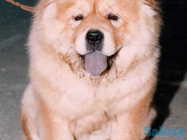 дрессировка собак, фотография 1