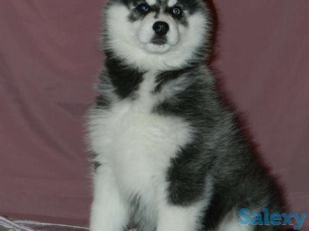 Породные щенки хаски, фотография 7