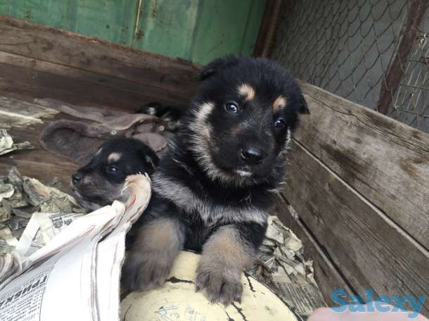 Дети подросли кушают сами звоните выбирайте уже можно!!!, фотография 1