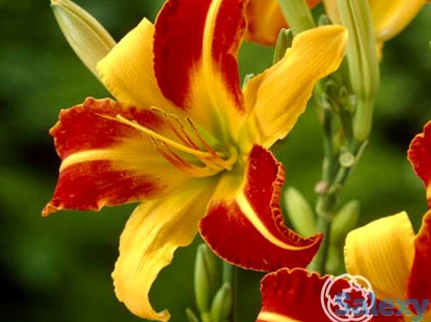 Лилейник Франс Халс, фотография 1