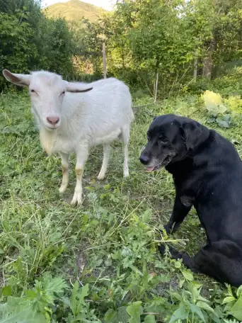 Перпдержка животных, фотография 7