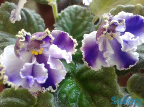 Фиолетовая и бордовая сортовая фиалочка цветущая., фотография 3