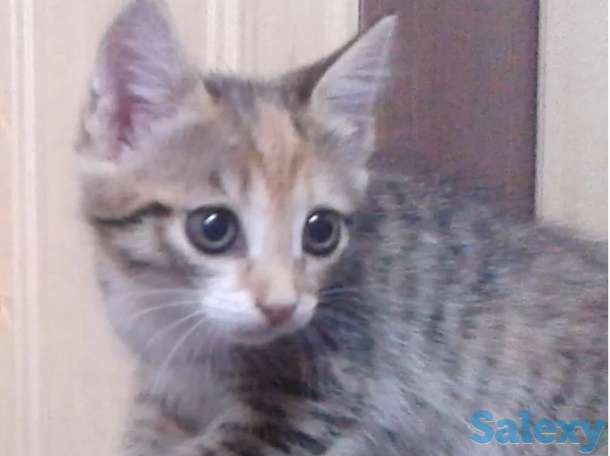 Отдам котят, фотография 2