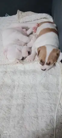 Продам щенков, фотография 1