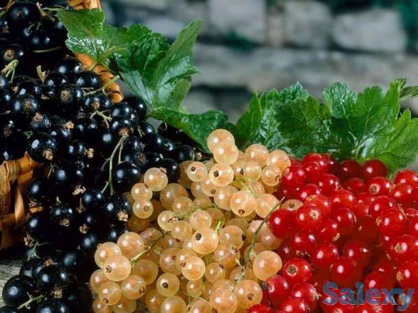 Саженцы смородины, фотография 1