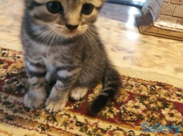 Продам вислоухих котят, фотография 4