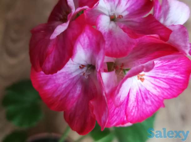 Комнатные цветы, фотография 4