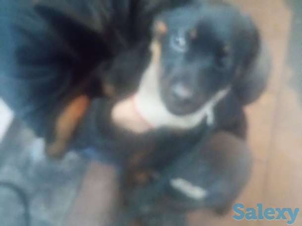 Продам щенка 3-х мес. Суку ротвейлер, фотография 3
