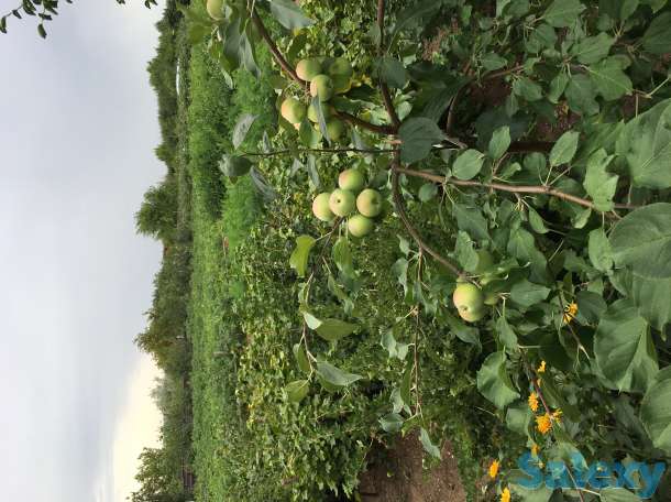 Продам дачу в обществе Союз, фотография 6