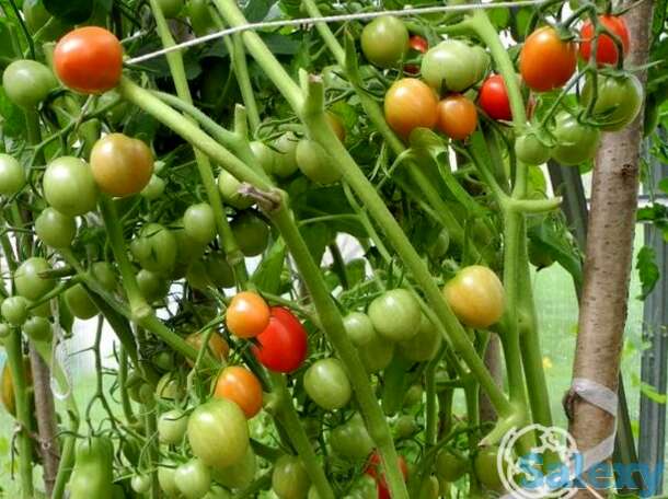 Семена Томат Детский сладкий Сливка, фотография 1