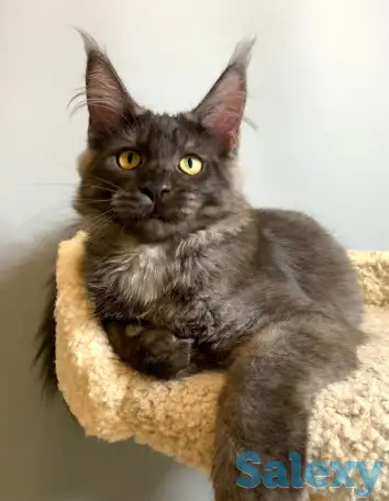 Мальчик мейнкун, фотография 2