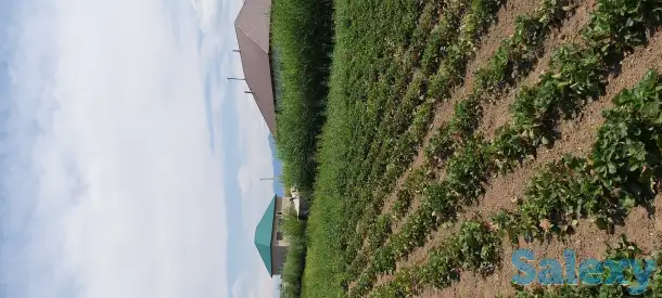 Участок 76 соток. Кызыл Кайрат, фотография 1