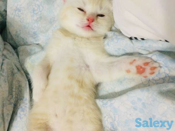 Продам породистых котят, фотография 3