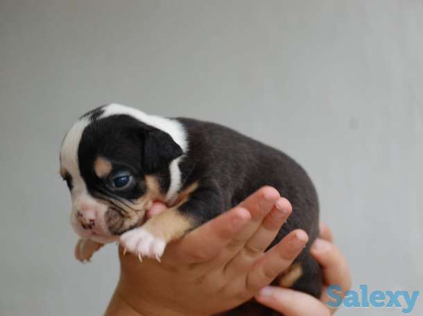 Лапочки-дочки, фотография 2