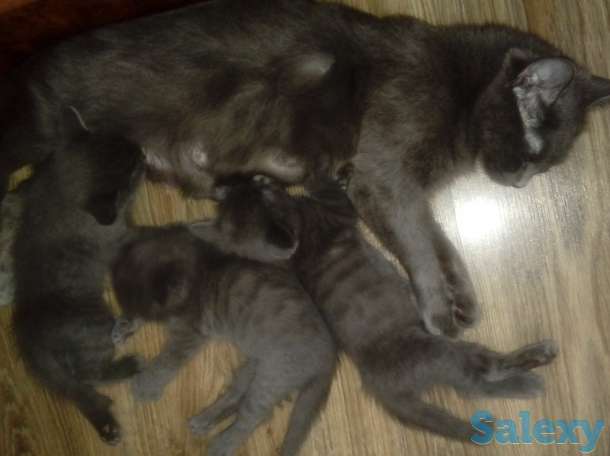 Продам котят, фотография 2