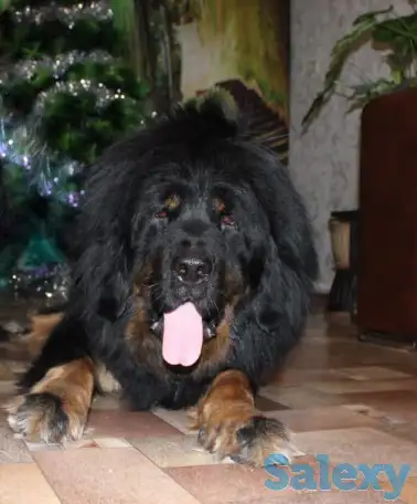 Продам щенков тибетский мастиф, фотография 6