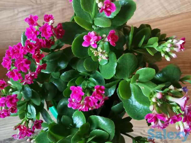 Комнатные цветы, фотография 11