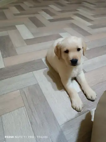 Щенки Лабрадор ретривер, фотография 14