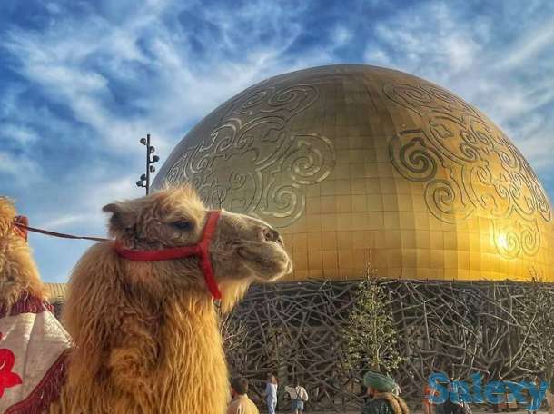 Туры по Туркестанской области., фотография 8