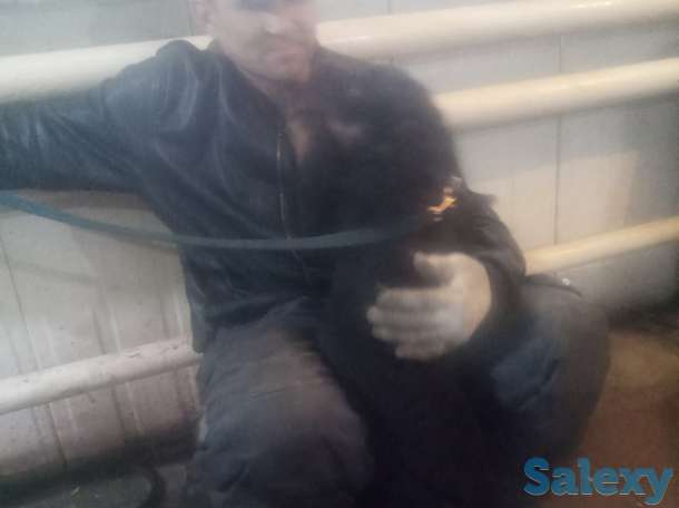 Продам щенка 3-х мес. Суку ротвейлер, фотография 9