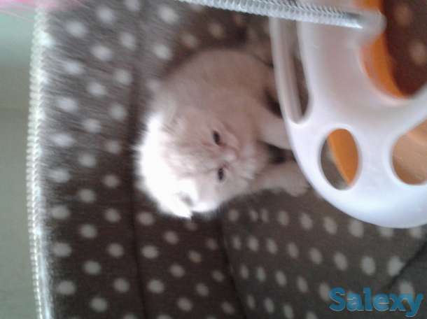 Продам породистых котика, фотография 2