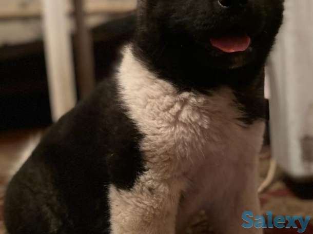 Продаю щенка американской акиты, фотография 3