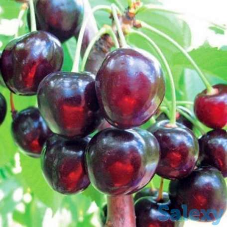 Саженец вишни 