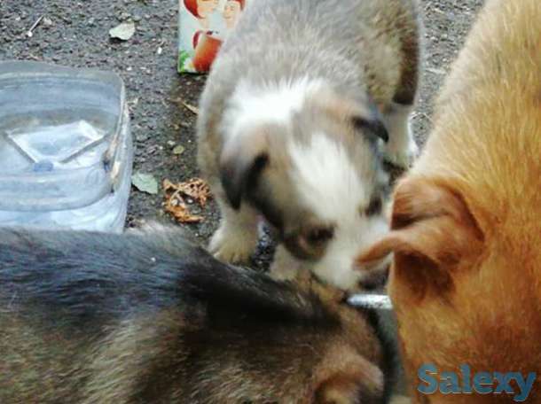 Продам, фотография 1