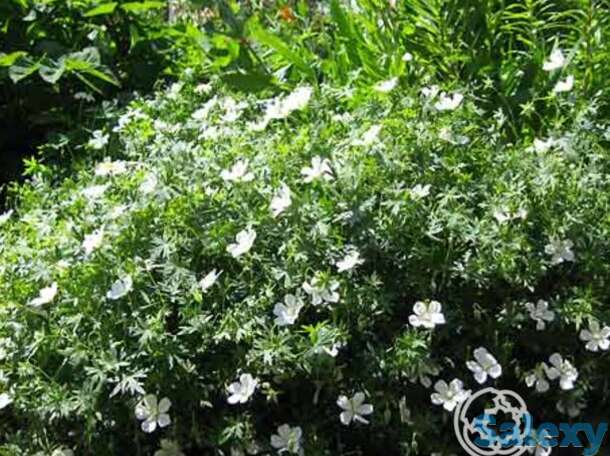 Герань садовая Альбум, фотография 1