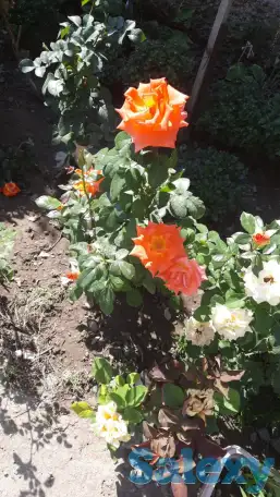 Садовник, фотография 2