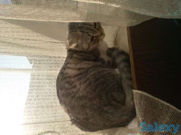 Продам британскую кошачку, фотография 2