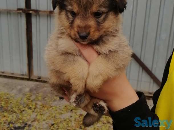 Отдам щенков, фотография 3